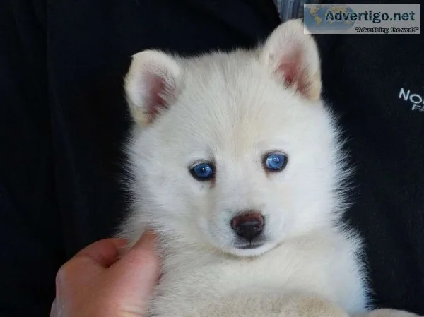 very cute pomsky puppies for sale