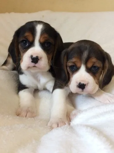 Akc beagle puppies, champion bloodlines