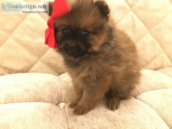 Akc pomeranian puppies