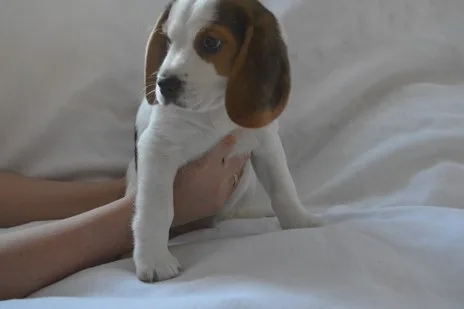 Akc beagle puppies, champion bloodlines