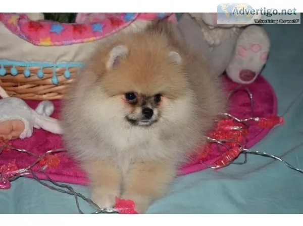 Puppy