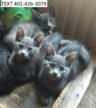 Xsde russian blue kittens playful m/f