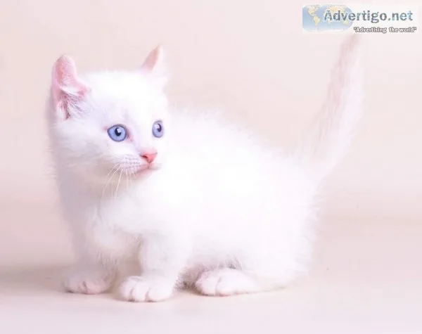 Healthy munchkin kitten for sale 