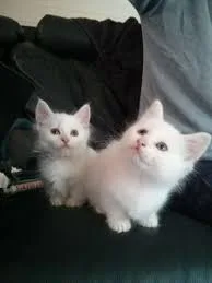 Male an female great kitten for sale 