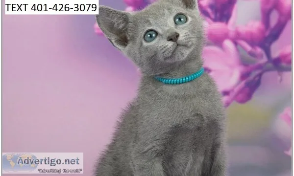 Swrf russian blue adorable kittens m/f