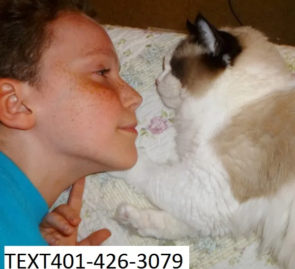 Gfr ragdoll male and female kittens