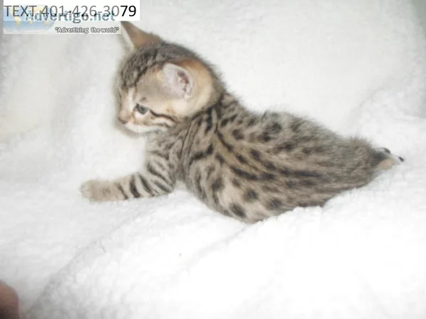 Tre bengal kittens male and female 