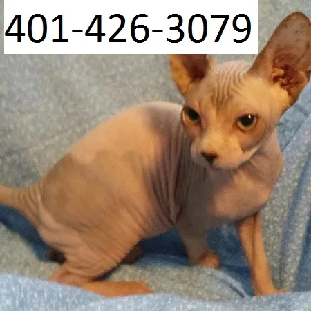 Tryg sphynx kittens hairless m/f