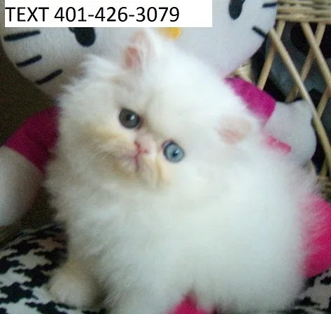 Mhd persian kittens white m/f
