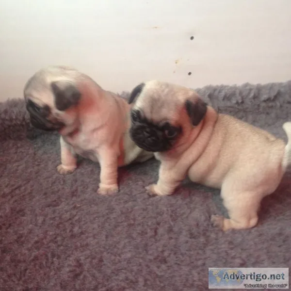 Wonderful pug puppies ready for re-homin