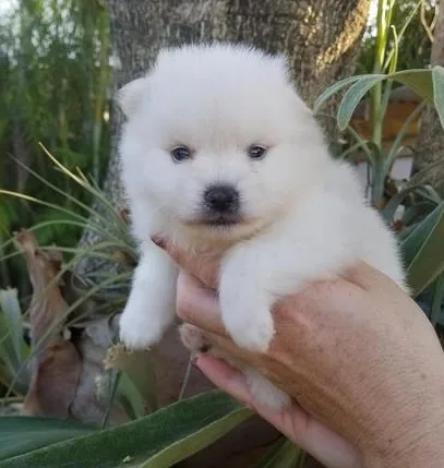 Lovely cute pomeranian for sale