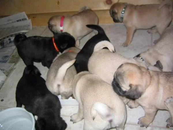 Fair pug puppies ready for re-homing