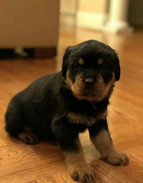 Purebred german rottweiler puppies