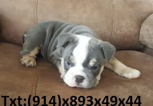 Cute english bulldogg pup ready to go