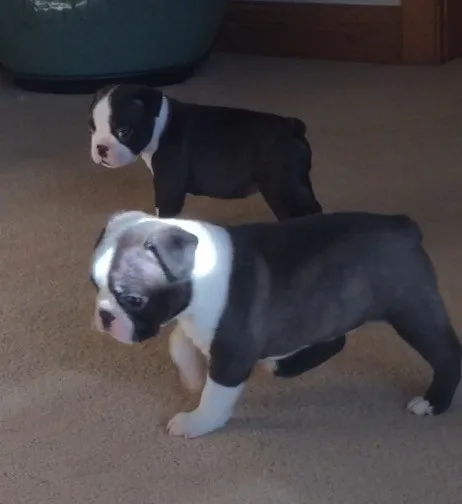 Beautiful litter of akc boston terriers