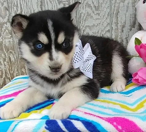 2 purebred siberian husky pups