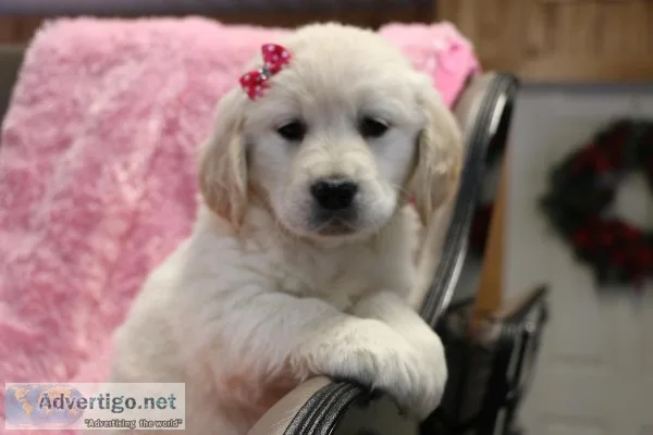 Akc golden retriever puppies