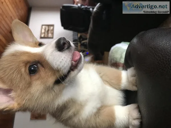 Quality pembroke welsh corgi puppies