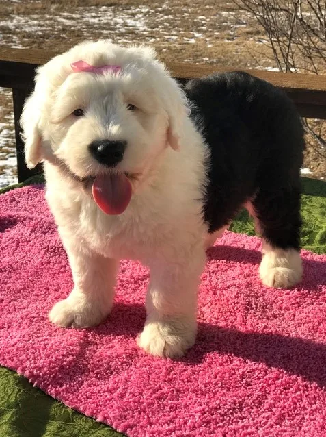 Akc proven old english sheepdog