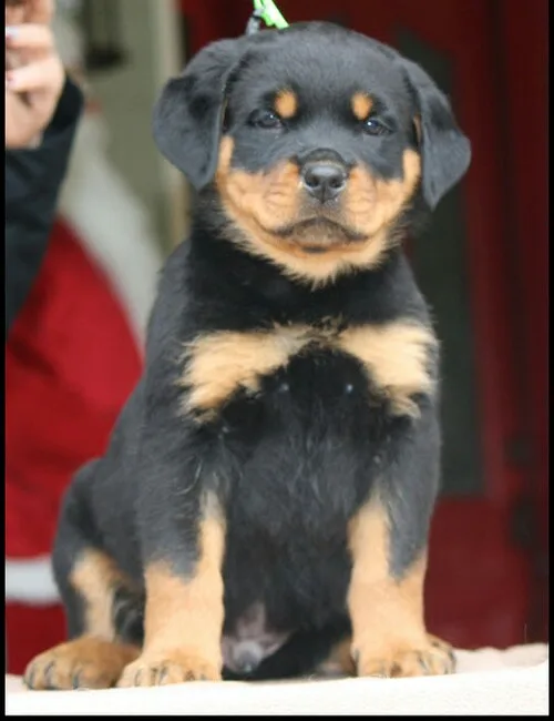 Purebred german rottweiler puppies