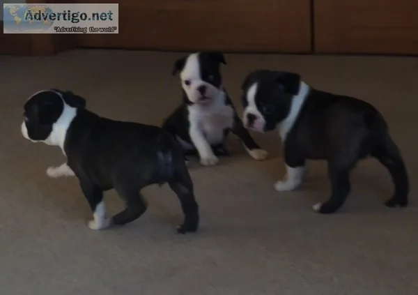 Beautiful litter of akc boston terriers