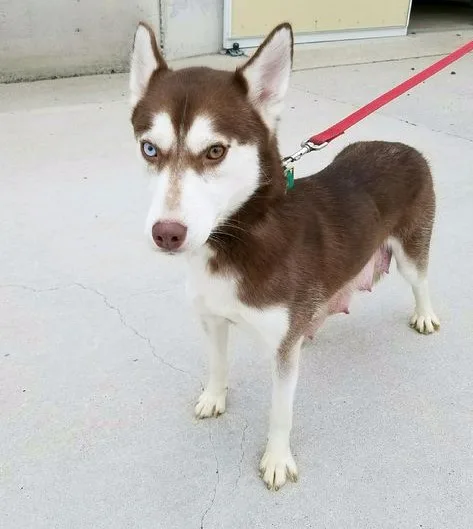 2 purebred siberian husky pups