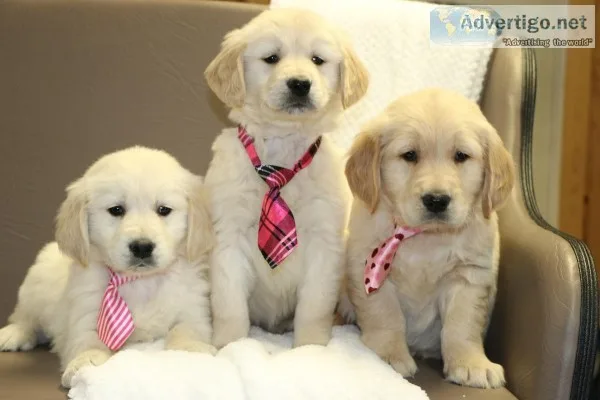 Akc golden retriever puppies