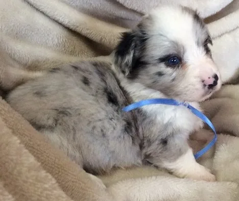Quality pembroke welsh corgi puppies