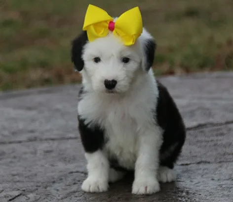 Akc proven old english sheepdog