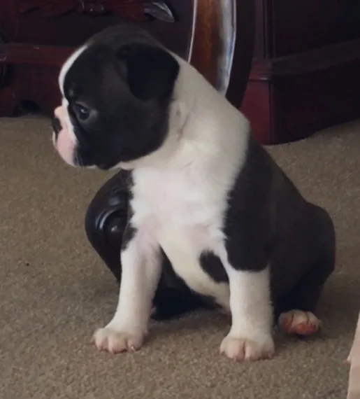 Beautiful litter of akc boston terriers