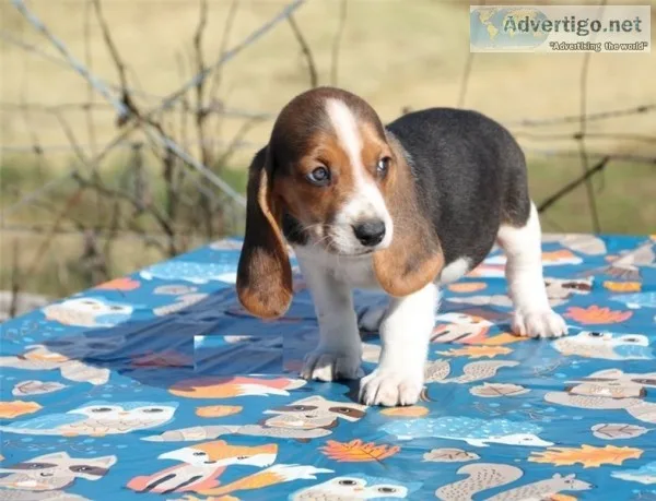 Basset hound puppies available