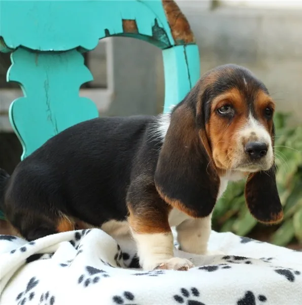 Potty trained basset hound puppies