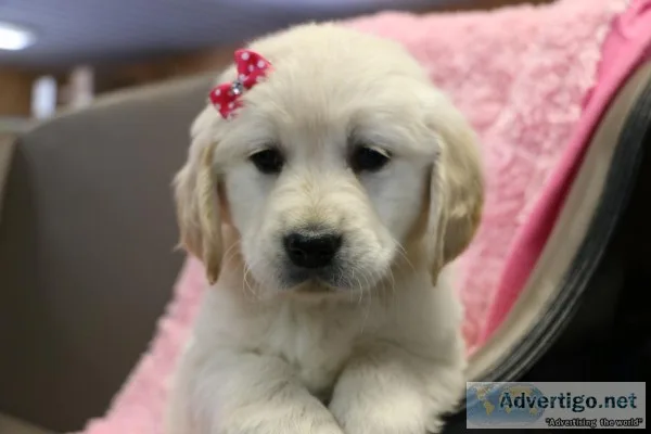 Akc golden retriever puppies