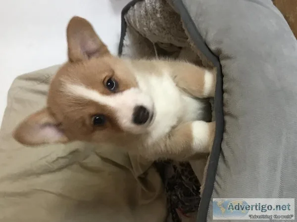 Quality pembroke welsh corgi puppies