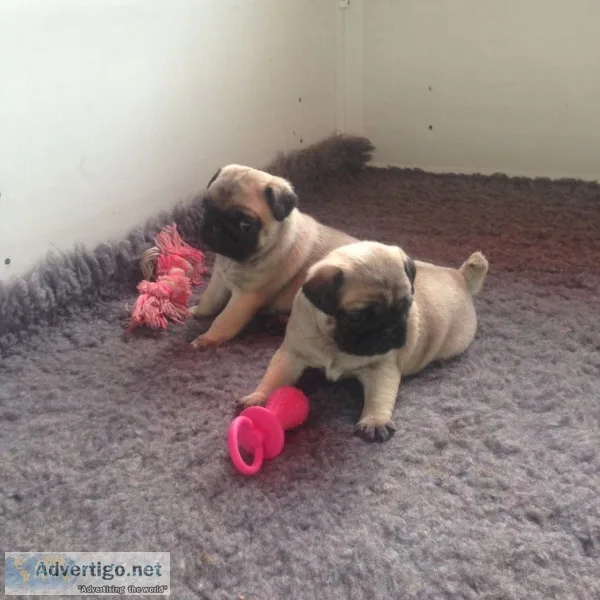Perfect pug puppies ready for re-homing
