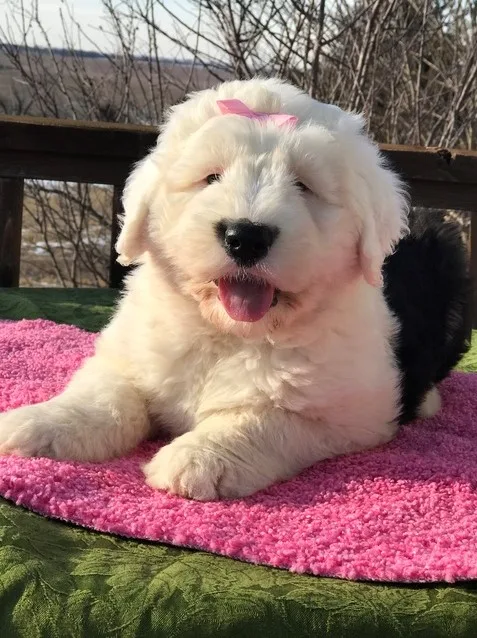 Akc proven old english sheepdog