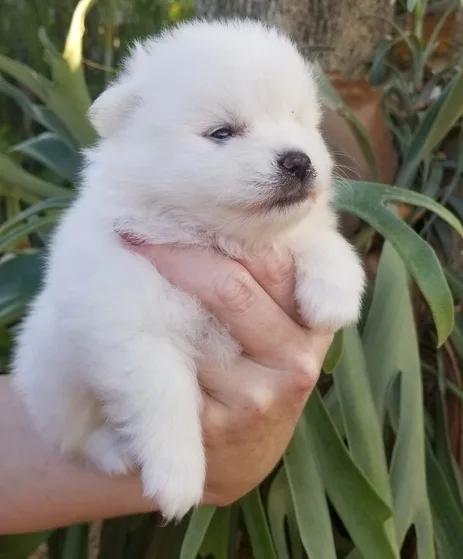 Female pomeranian for sale