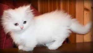 Cute munchkin ready kitten for sale 
