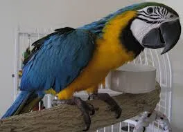 Adorable macaw reasy for sale