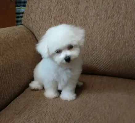 Health bichon frise puppies for sale