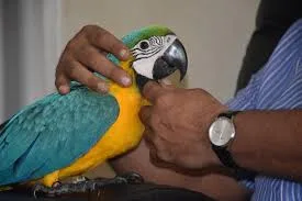 Macaw ready for sale 