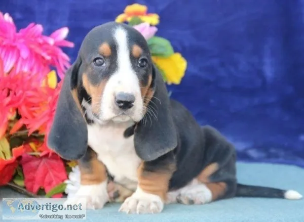 Beautiful basset hound puppies