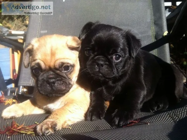 Homely pug puppies ready for re-homing