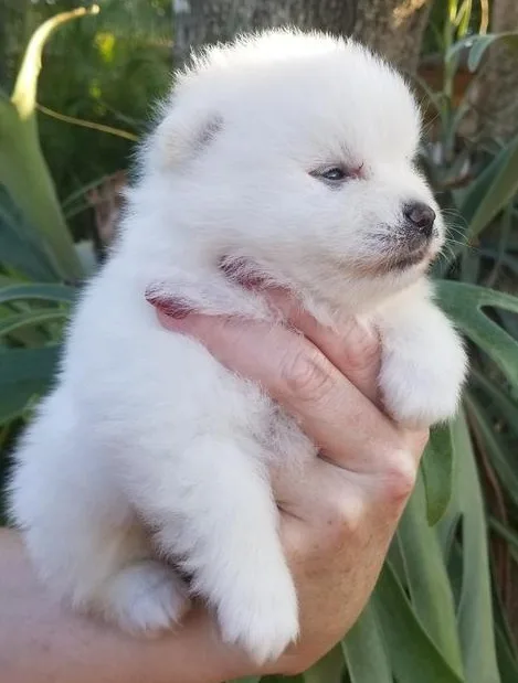 Little cute pomeranian for sale