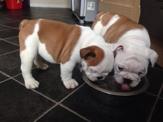 Akc english bulldog puppies