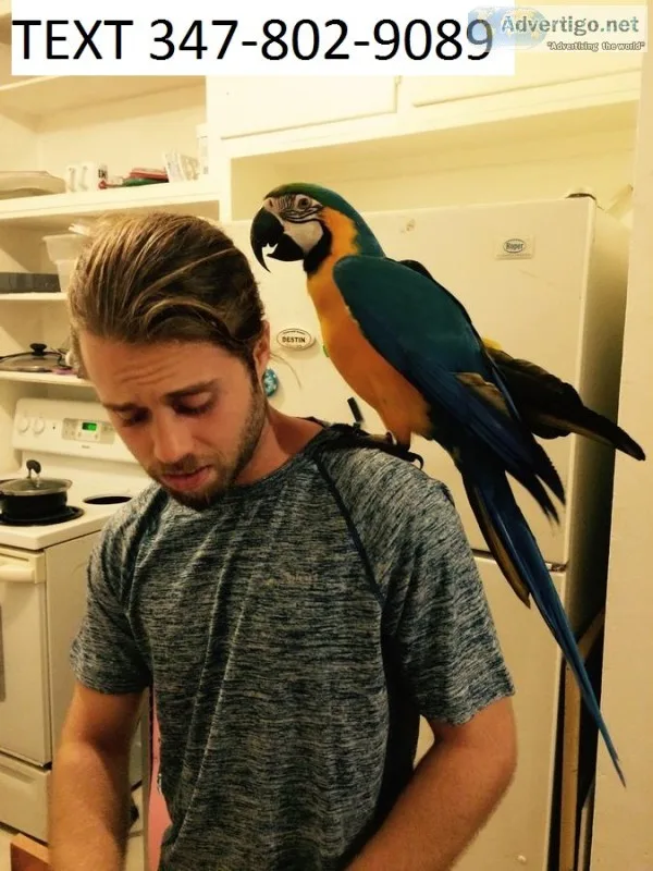 Dna tested blue and gold macaws