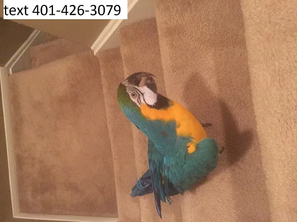 Baby blue and gold macaw 