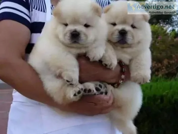 Beautiful chow chow boy and girl 
