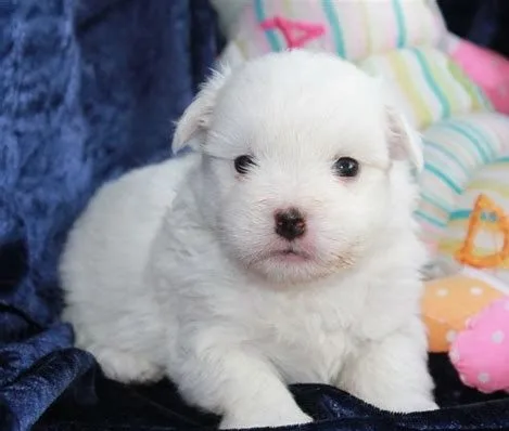Adorable pomeranian pup looking for reho