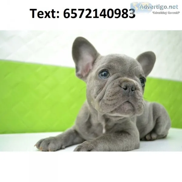 French bulldog, rare blue color for sale